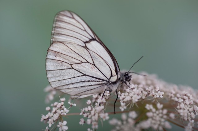 Mariposa_Isabel_Munuera